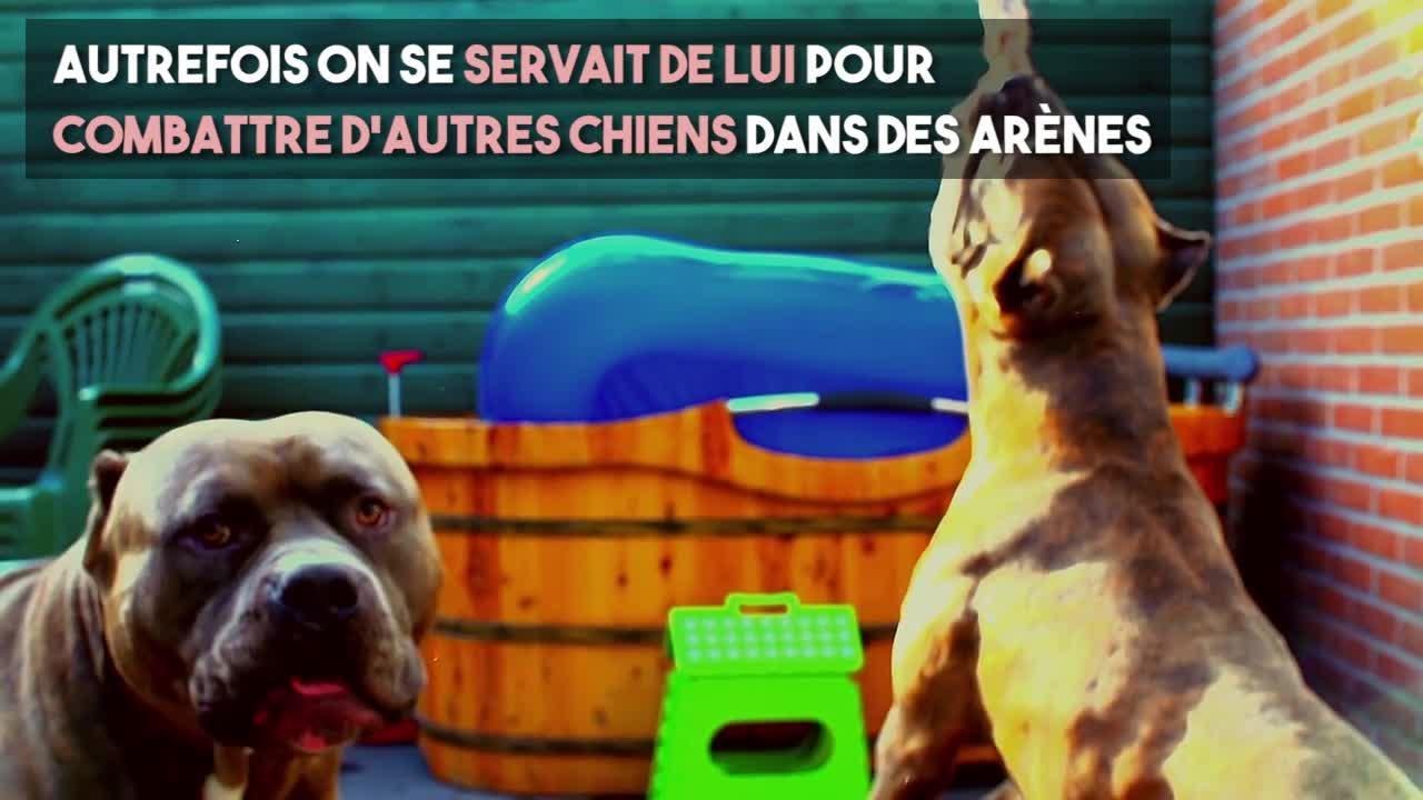 FEMME ACTUELLE - Le pitbull, un chien qui en impose