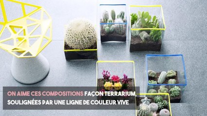 FEMME ACTUELLE - Cactus : de belles idées déco
