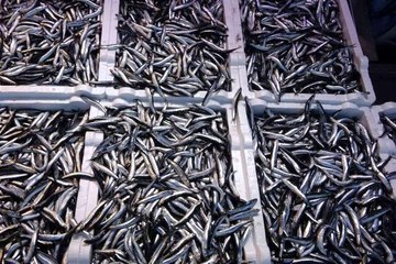 Hamsi ihracatında artış