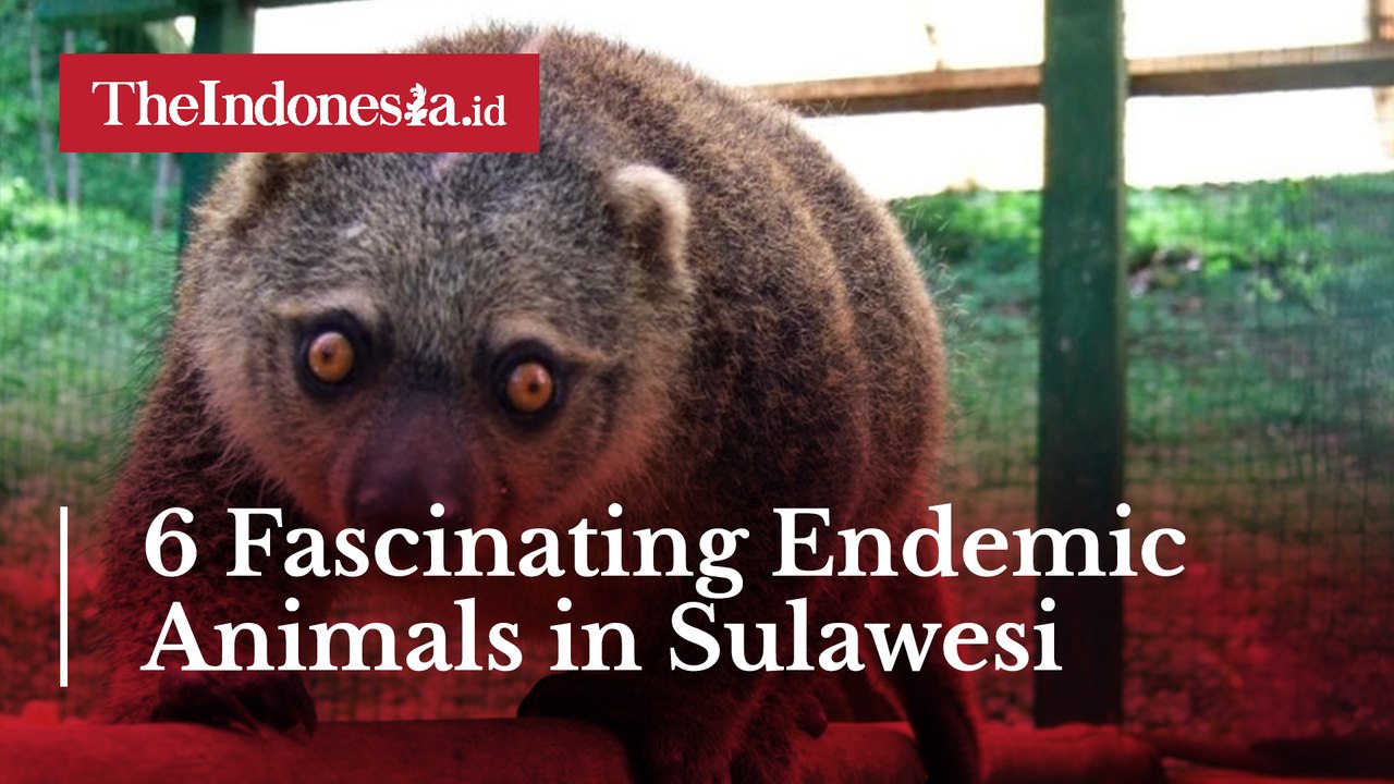 6 Fascinating Endemic Animals in Sulawesi