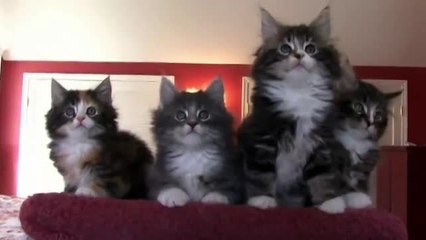 FEMME ACTUELLE - Le norvégien : un chat robuste