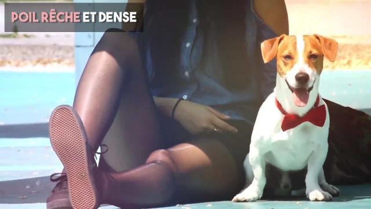 FEMME ACTUELLE - Le Jack Russel Terrier : un petit chien très actif