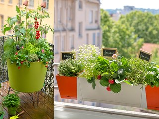 Comment composer une jardinière gourmande