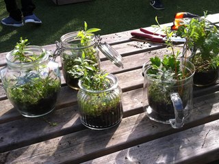 Terrarium : l'astuce pour de belles boutures