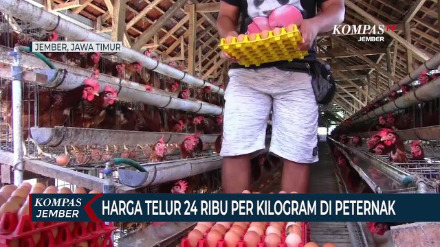 Harga Telur Naik, Peternak Ayam Petelur Meraup Untung