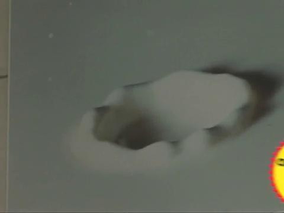 Tout savoir sur le fromage de chèvre