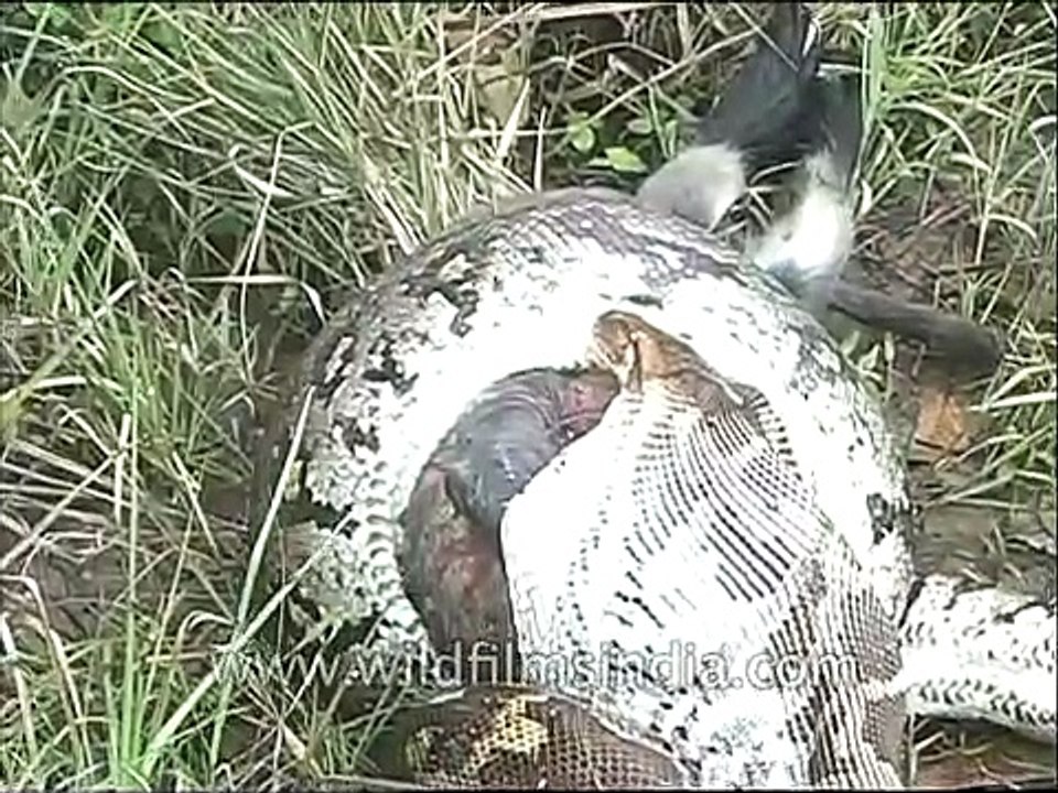 Indian Python is eating a live Langur!!!