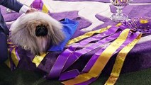 Westminster Dog Show's Return to New York City Postponed Due to Increase in COVID-19 Cases