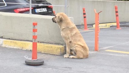 ARACINIZLA BİR HAYVANA ÇARPARSANIZ VETERİNER ÜCRETİ SİGORTADAN