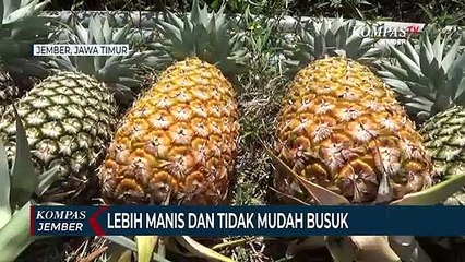 Budidaya Buah Nanas Jumbo, Beratnya Mencapai 6 Kilogram