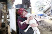Aydın Büyükşehir Belediyesi'nin koyun hibe desteği ile sürüler büyüyor