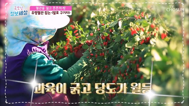 혈관 속 나쁜 콜레스테롤 분해와 배출까지 도와주는 효자템 TV CHOSUN 211230 방송