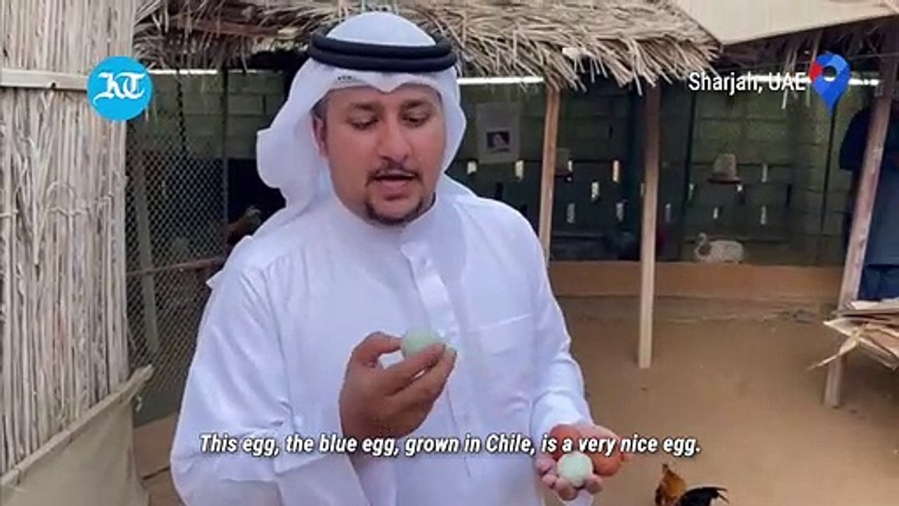 This Emirati breeds chickens that lay blue eggs