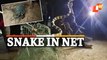 WATCH Venomous Banded Krait Snake Trapped In Protective Net