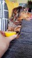 Hilarant : quand ton chien goûte un citron pour la première fois