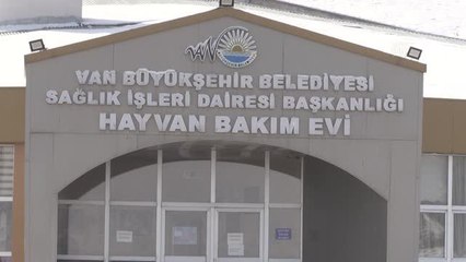 Sokağa bırakılan 14 pitbull cinsi köpek barınağa alındı