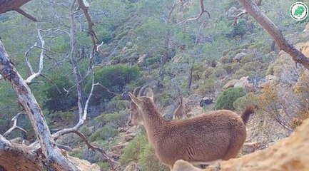 Yaban hayatından görüntüler fotokapana yansıdı