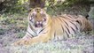 Índia registra recorde de tigres mortos em 2021