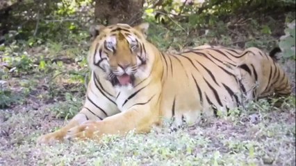 Índia registra recorde de tigres mortos em 2021