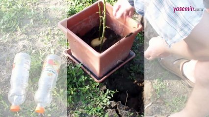 Patatesin içine gül sapı yerleştirdi! Bakın 1 hafta sonra ne oldu