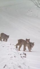 Sarıkamış'ta vaşak ailesi görüntülendi