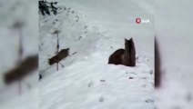 Kars'ta ormanın derinliklerindeki vaşak ailesi böyle görüntülendi