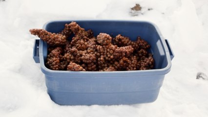 Québec : ces vendangeurs récoltent du raisin par -12°C pour en faire du vin de glace