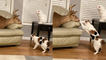 'Curious cats want to find out more about the deer head in their owner's room (5.5M+ views)'