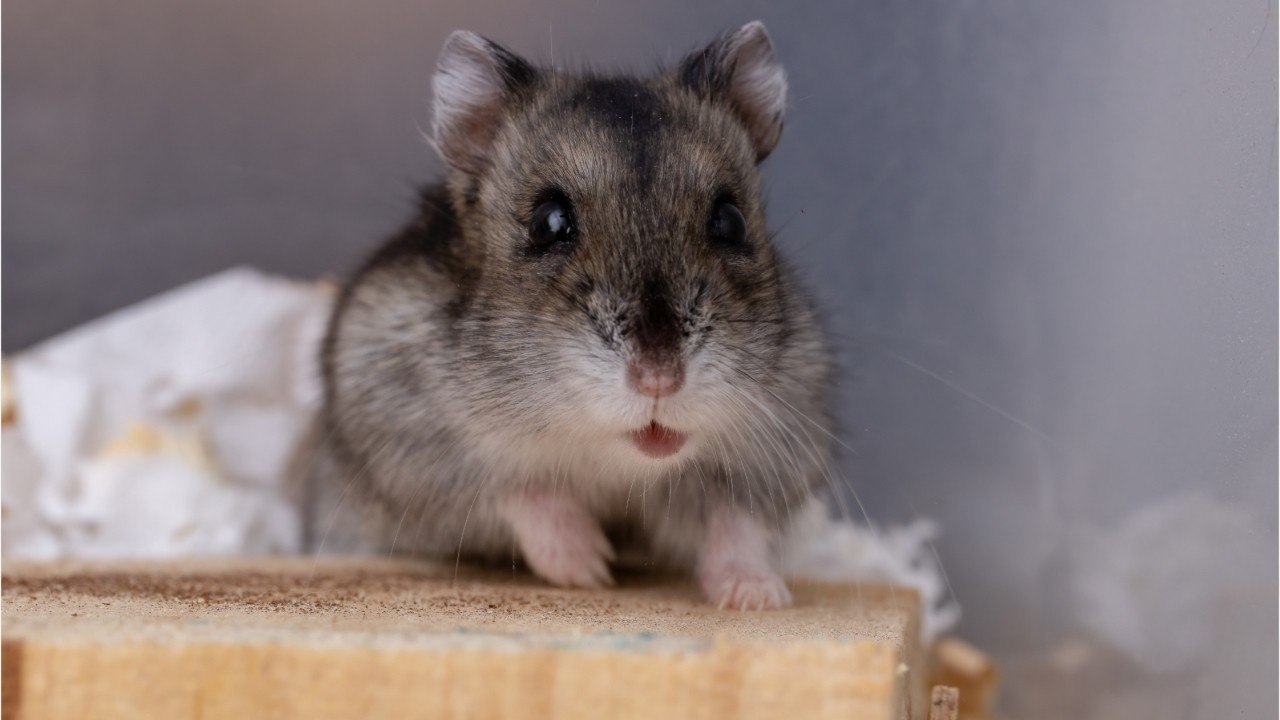 Les hamsters tiennent très bien l'alcool... Voici pourquoi