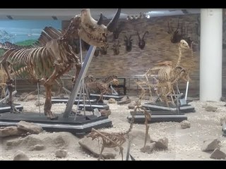 خطوة بخطوة.. كيف يتم تحنيط زيزي قبل عرضها في المتحف؟