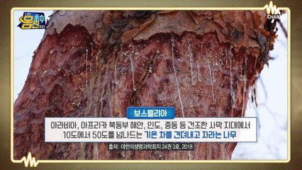 무릎 연골에 도움이 되는 '굴'과 '보스웰리아'