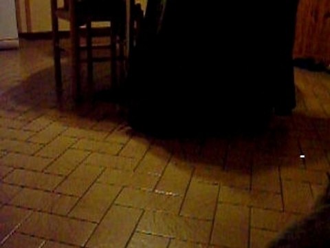 1284 capucine , toujours entrain de jouer