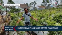 Harga Cabai Mahal, Petani : Cabai Rusak Biaya Produksi Tinggi