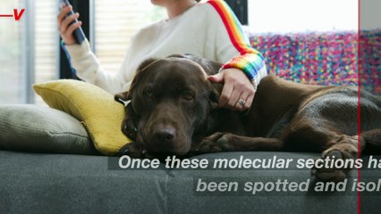 Researchers Finally Find the Basis to Develop a ‘Dog Allergy Vaccine’ for Humans