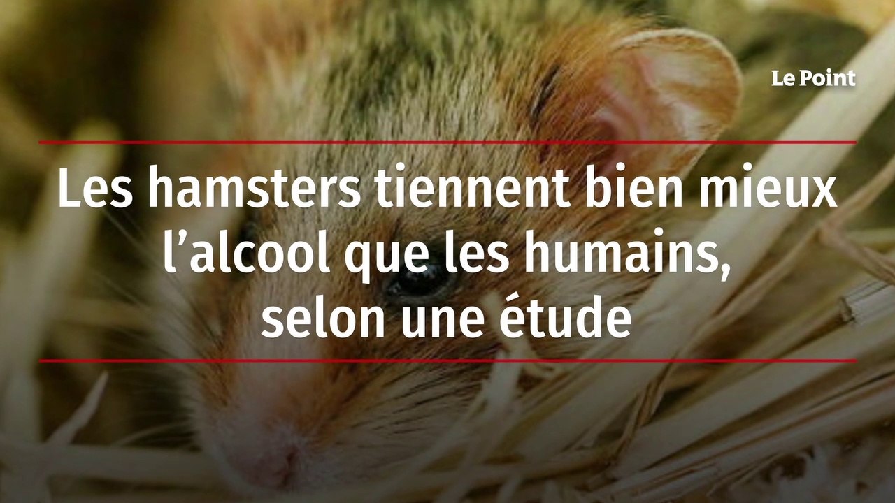 Les hamsters tiennent bien mieux l’alcool que les humains, selon une étude
