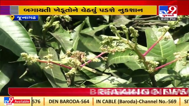 Unseasonal rain damages mango flowering in Junagadh, yield likely to fall_ TV9News