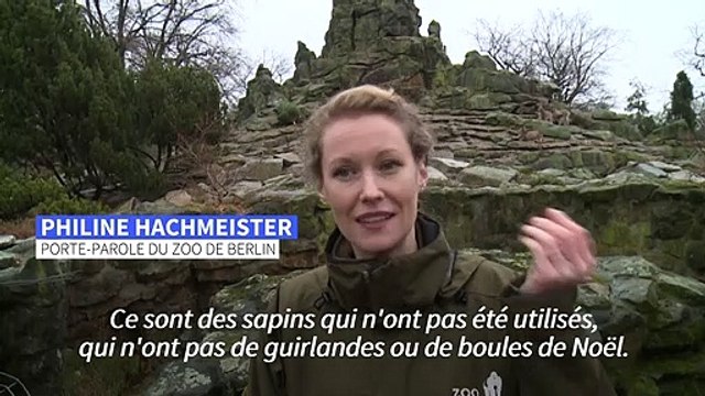 Festin de sapins de Noël pour les animaux d'un zoo de Berlin