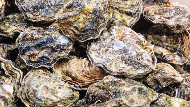 Des huîtres piégées : la surprenante idée d’un ostréiculteur pour se protéger des vols