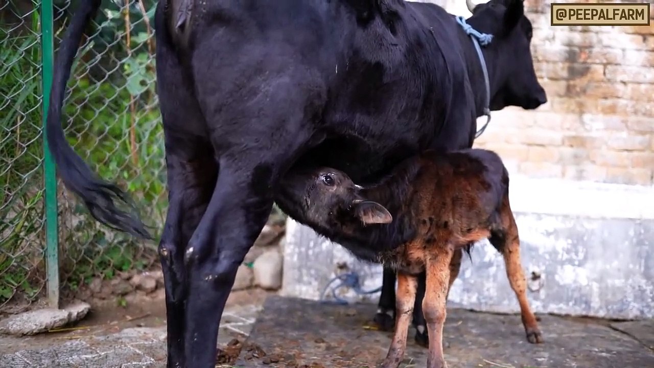 गोपाष्टमी- धर्म या स्वार्थ- - गौ पूजा धर्म है या हमारा स्वार्थ-