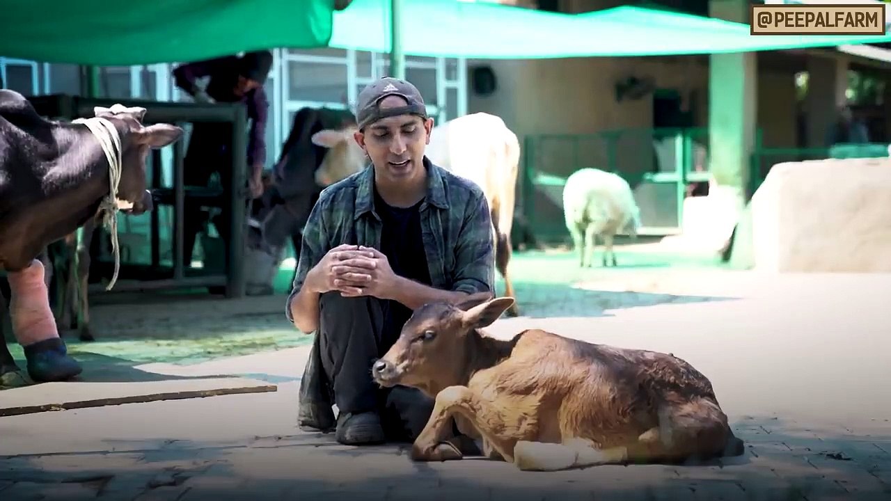 सड़क पर बछड़े क्या CHINA छोड़ रहा है- - Calf rescue sad story_2