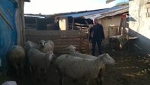 Çalınan koyunlarını bulan jandarma ekiplerine teşekkür etti