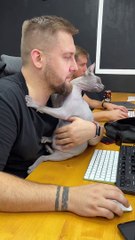 Sphinx Cat Cuddles Coworkers