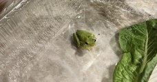 États-Unis : il découvre une grenouille dans sa barquette de salade et décide de l'adopter