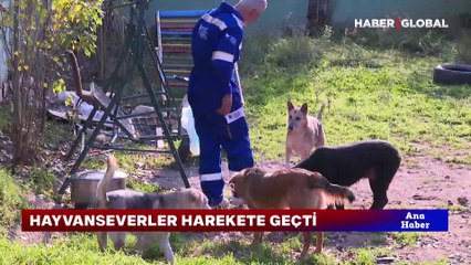 Toplanan köpekler için ihbar hattı