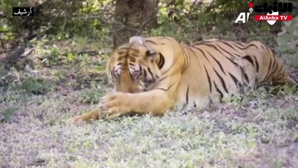 126 نمراً نفقت في الهند عام 2021 في أعلى حصيلة منذ 2012