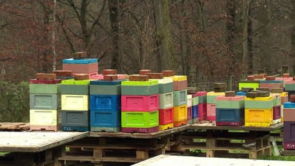 A cause des températures printanières, les abeilles se mettent en danger