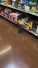 Squirrel Lives her Best Life at Walmart