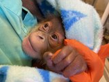 Audubon Zoo in New Orleans Celebrates Christmas Eve Birth of Healthy Sumatran Orangutan