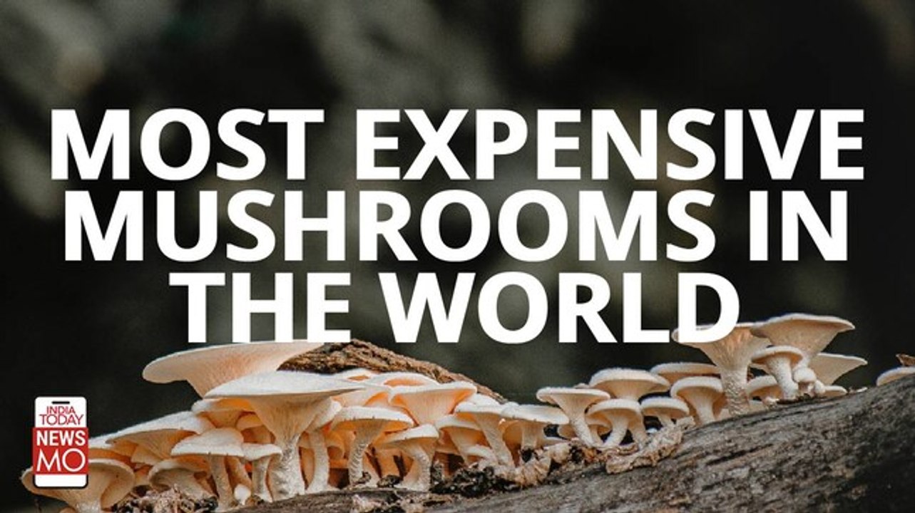 World’s Most Expensive Mushrooms