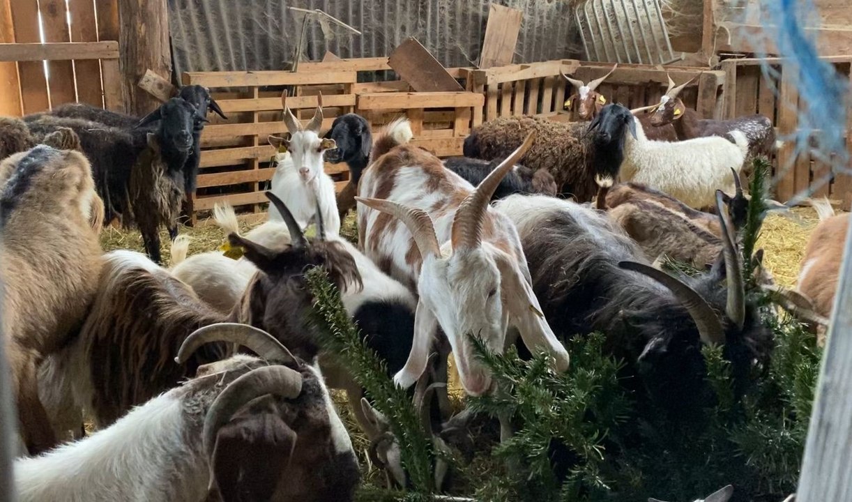 Un sapin de Noël au menu des chèvres et moutons de la ferme des 1001 cornes